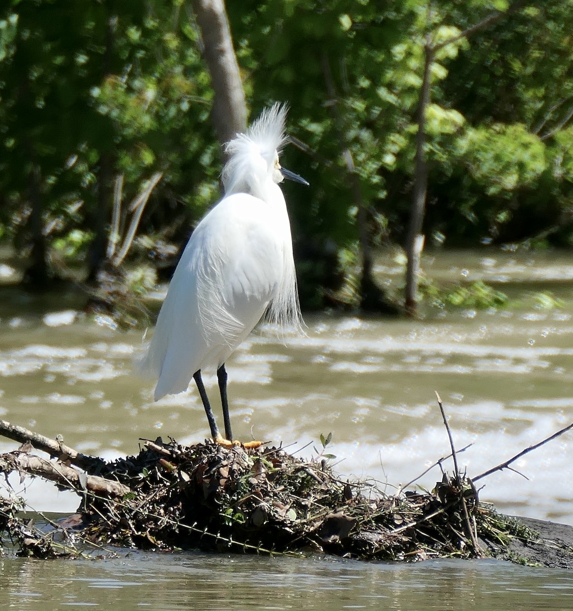 Snowy Egret - ML333945771