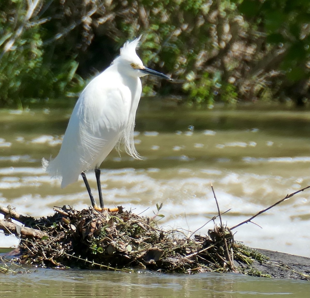 Snowy Egret - ML333946961