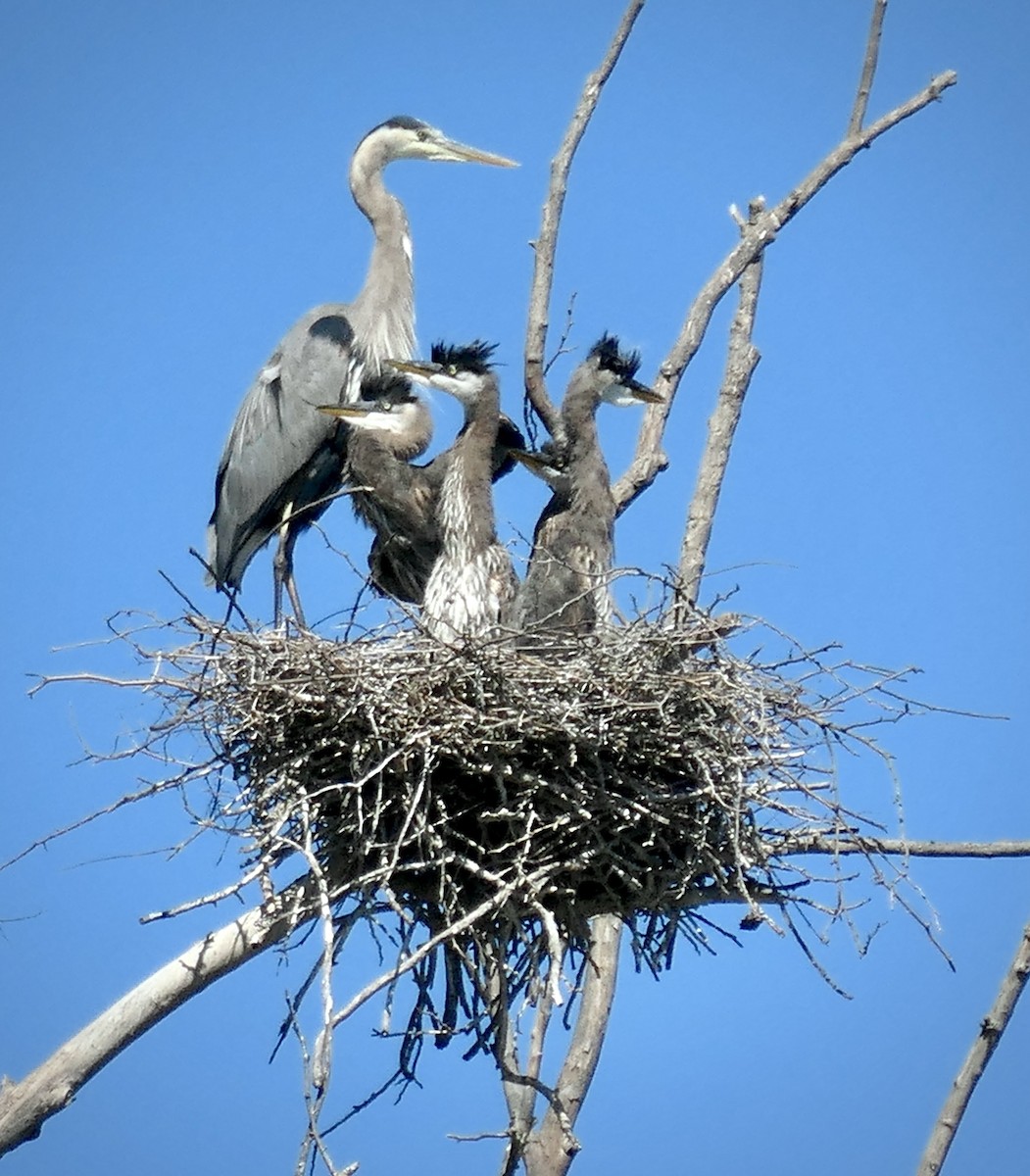 Great Blue Heron - ML333947271