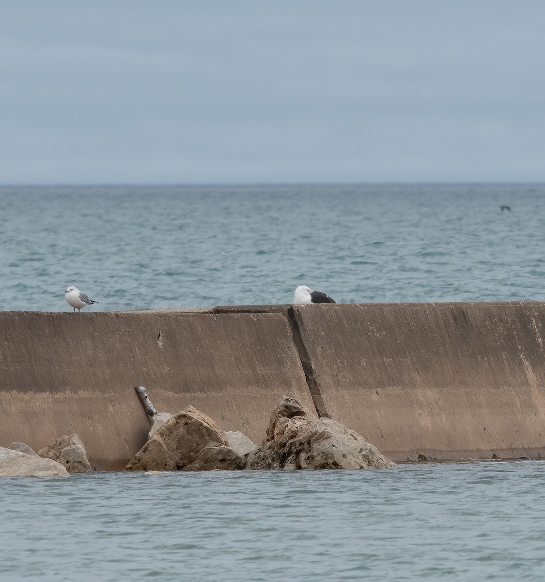 Great Black-backed Gull - ML333947401