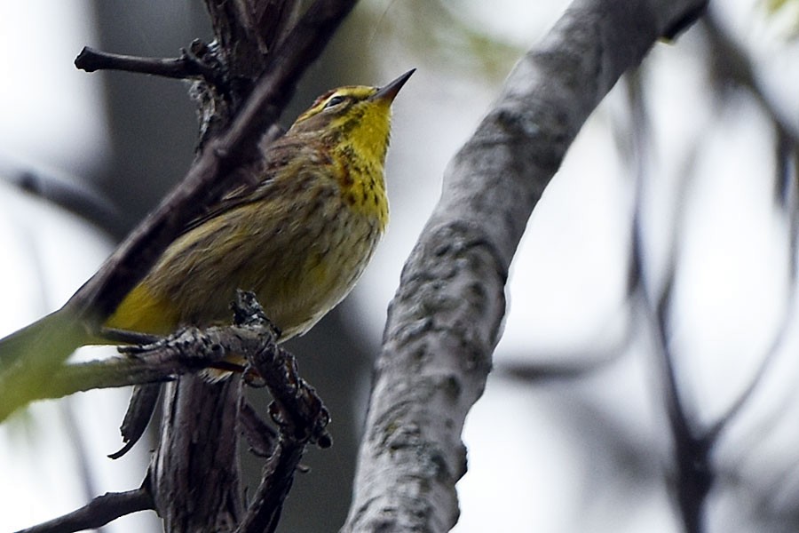 Palm Warbler - ML333948191