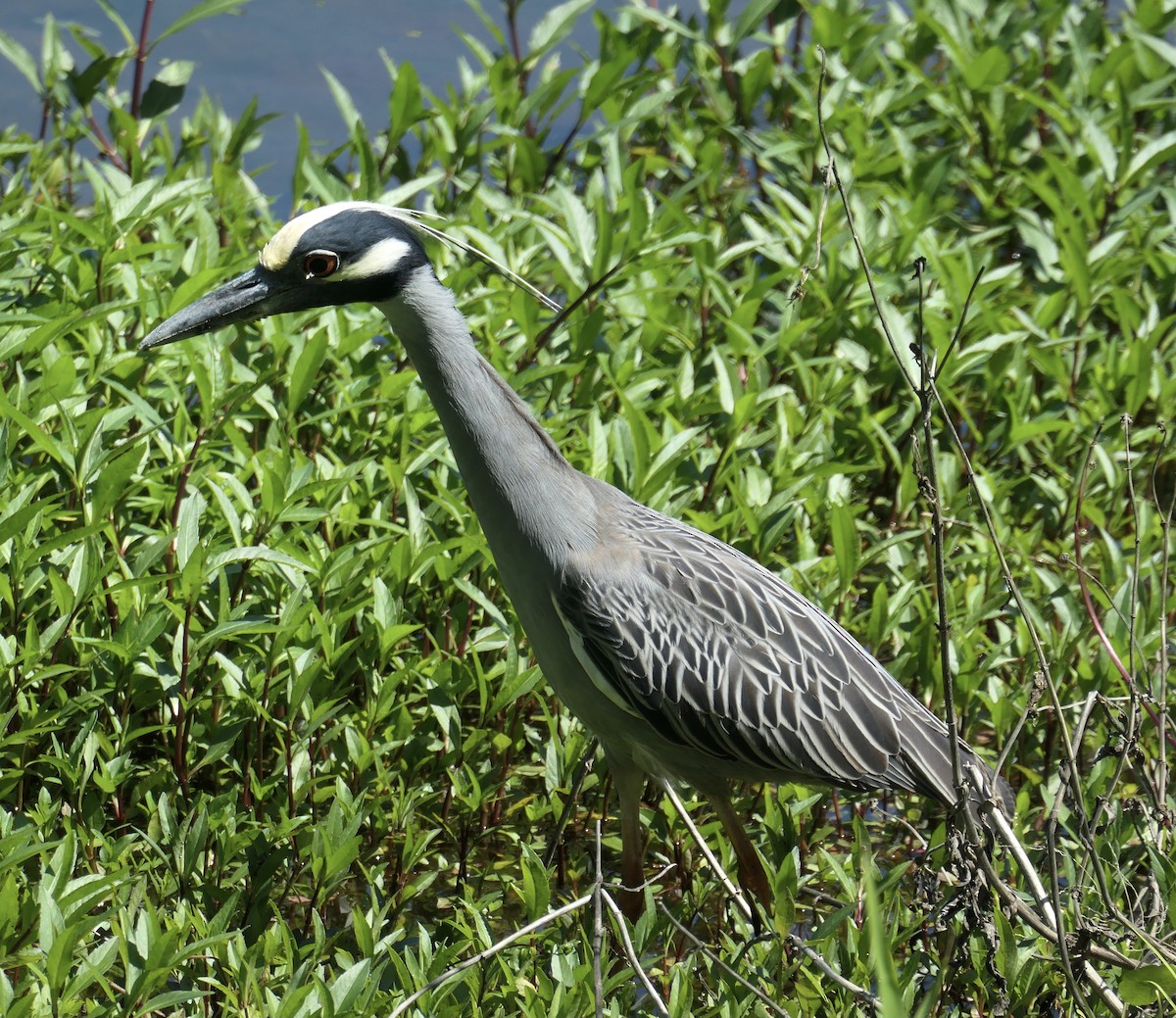 Yellow-crowned Night Heron - ML333948231