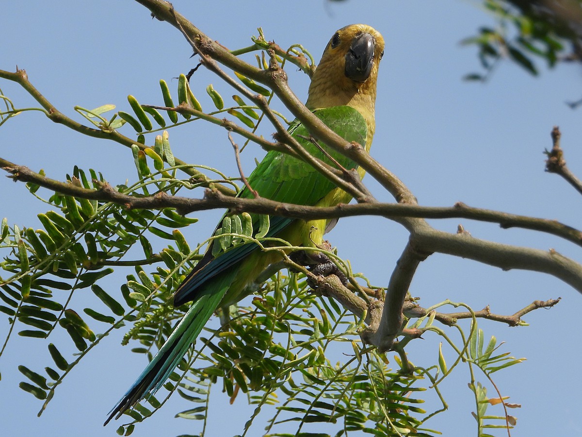 Aratinga Pertinaz - ML333948391