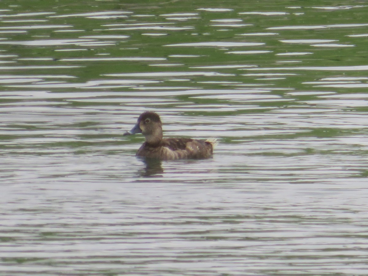 Ring-necked Duck - ML333951051