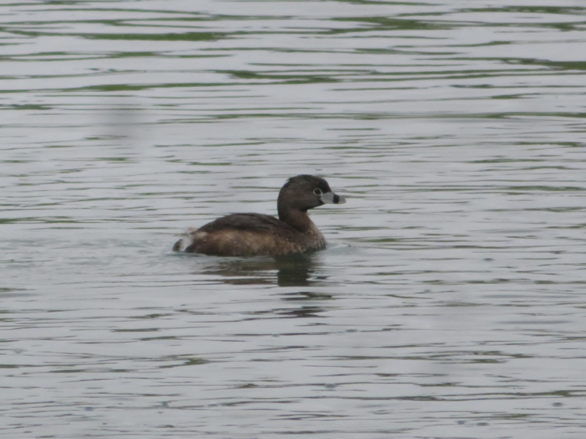 Pied-billed Grebe - ML333951201