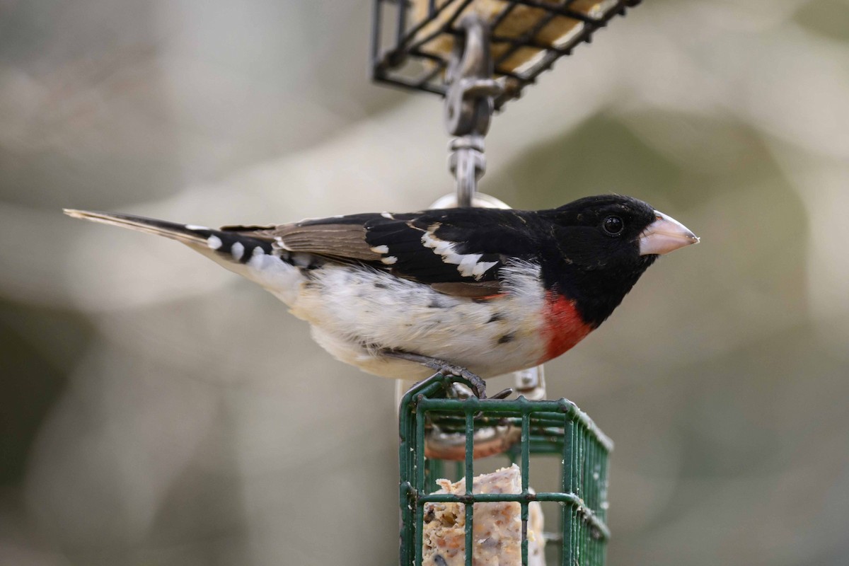 Rose-breasted Grosbeak - ML333951221