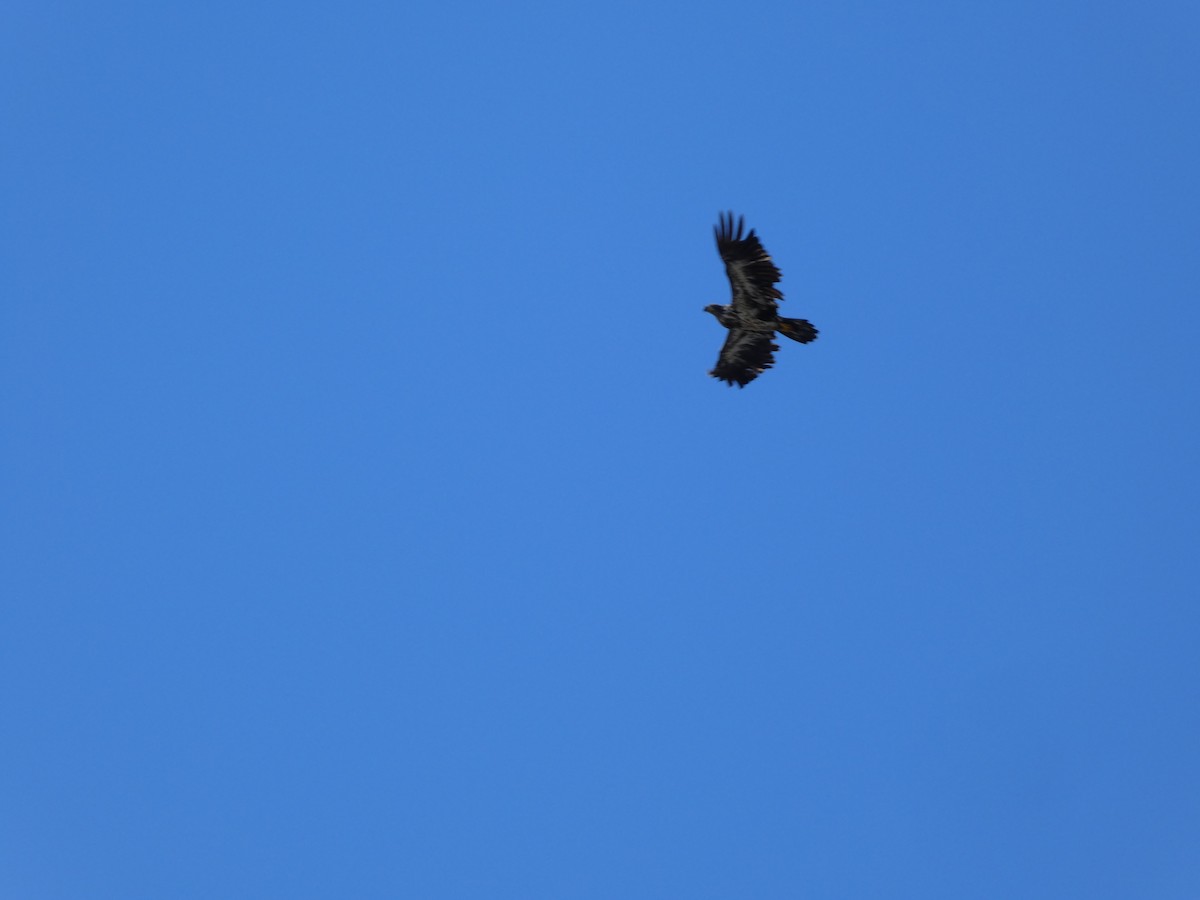 Bald Eagle - Marc-Antoine Montpetit