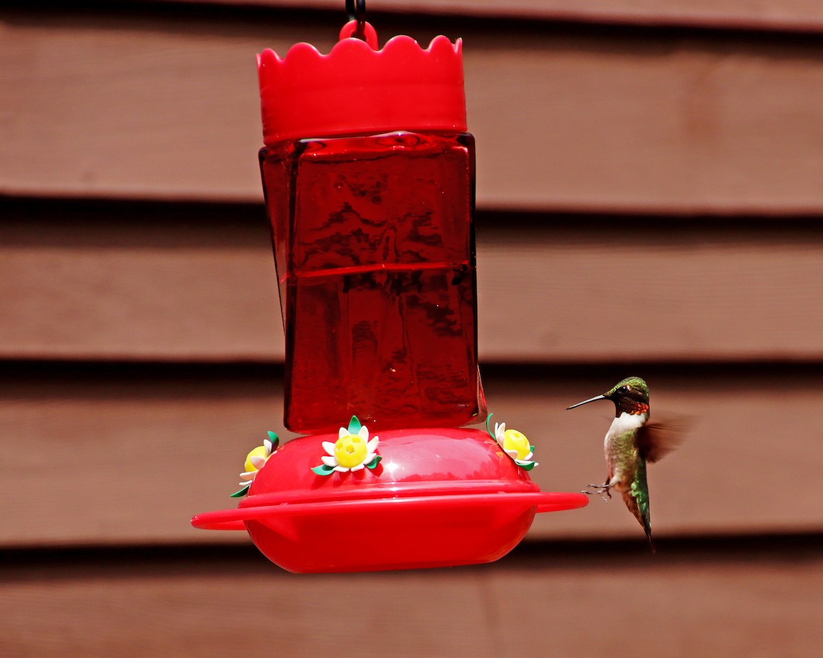 Ruby-throated Hummingbird - james magaldi