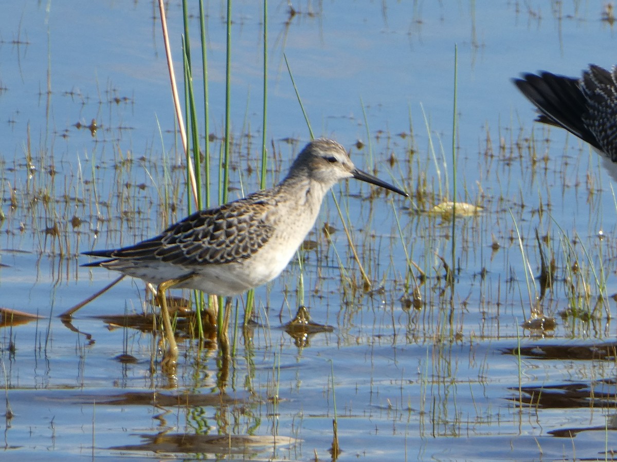 Stilt Sandpiper - ML33395271