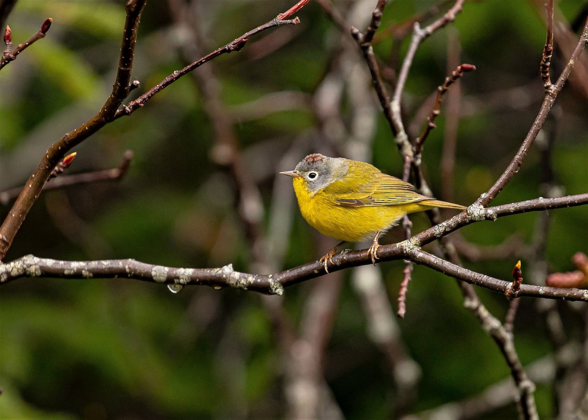 Nashville Warbler - ML333952991