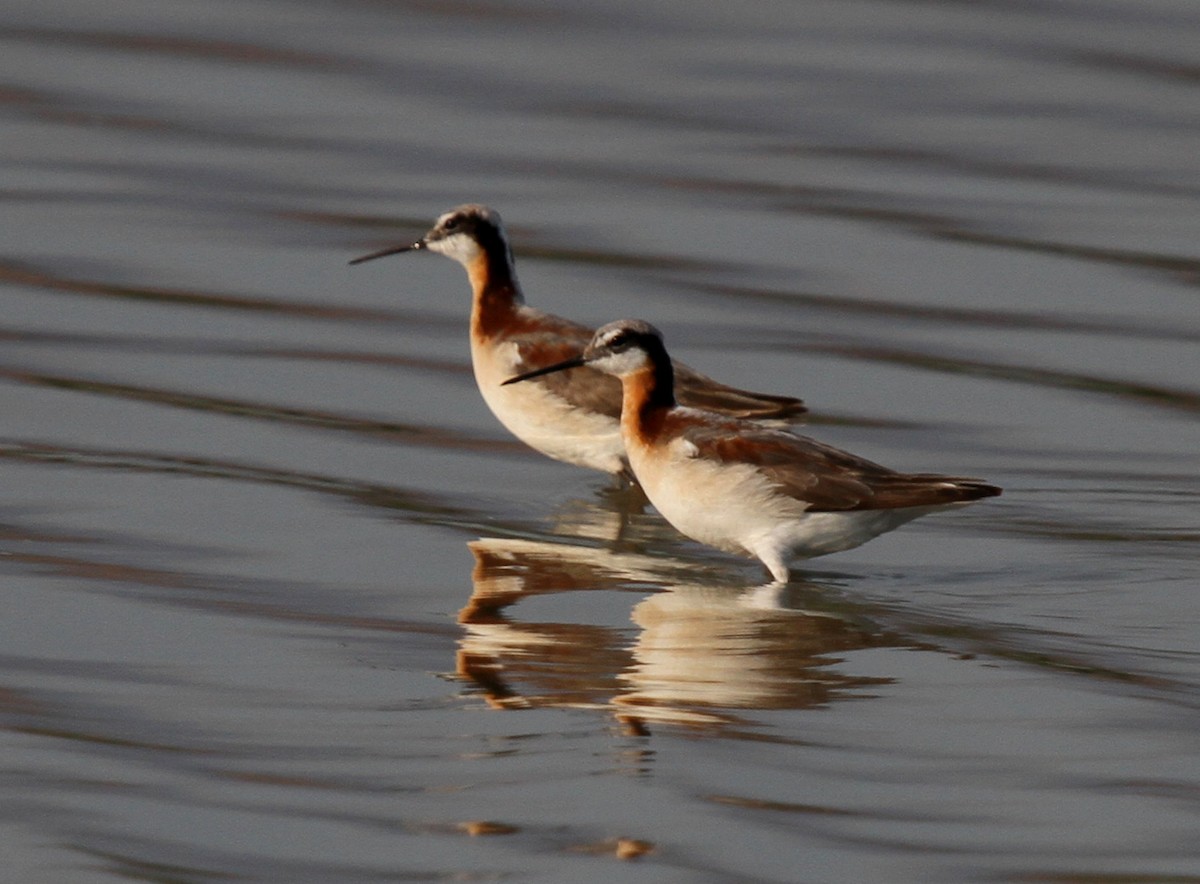 Wilson's Phalarope - Matthew Grube