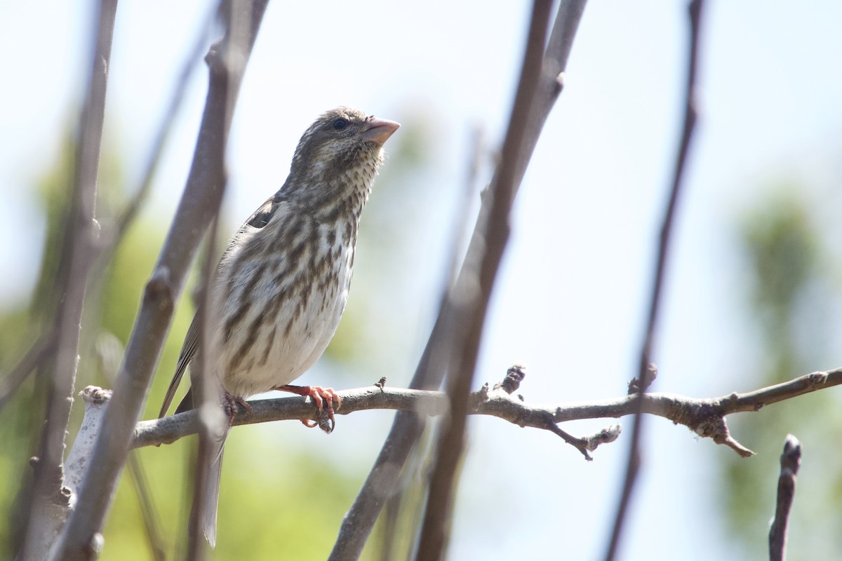 Purple Finch - ML333956931