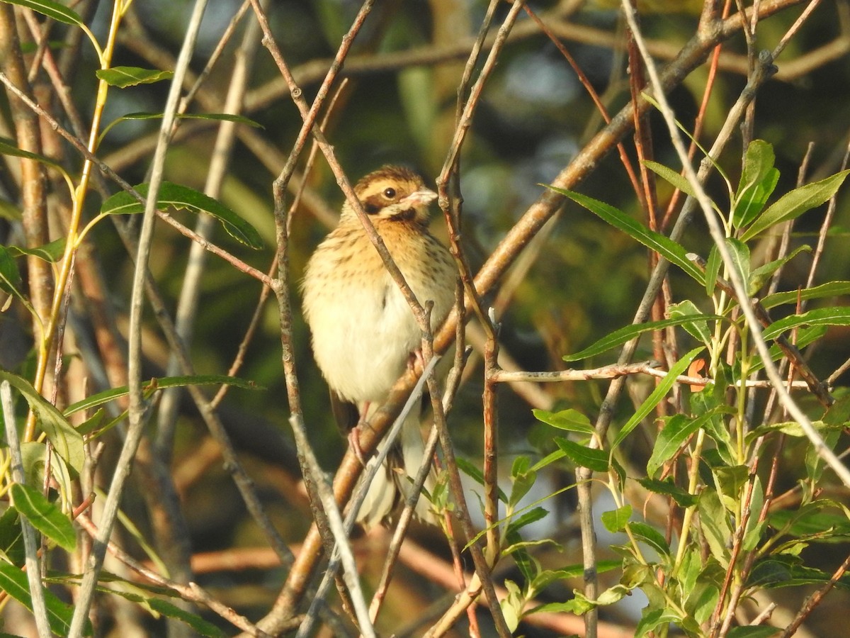 Reed Bunting - John Allcock