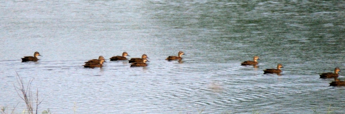 Pacific Black Duck - ML333957301