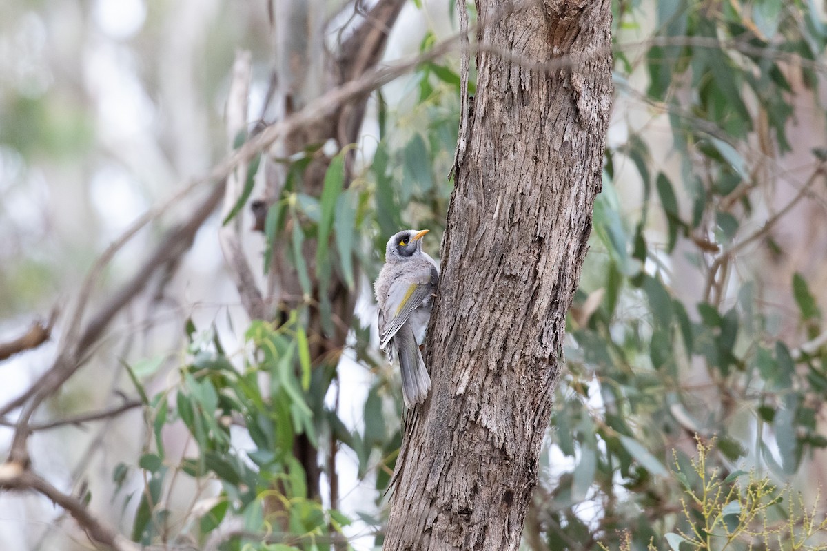 Noisy Miner - ML333957311