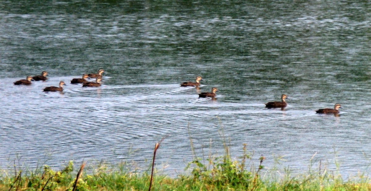 Pacific Black Duck - ML333957391