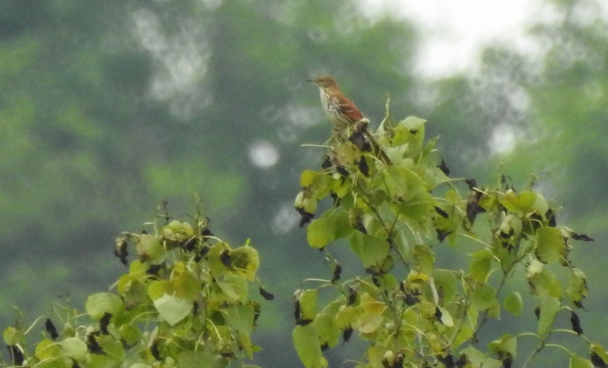 Brown Thrasher - ML333957521