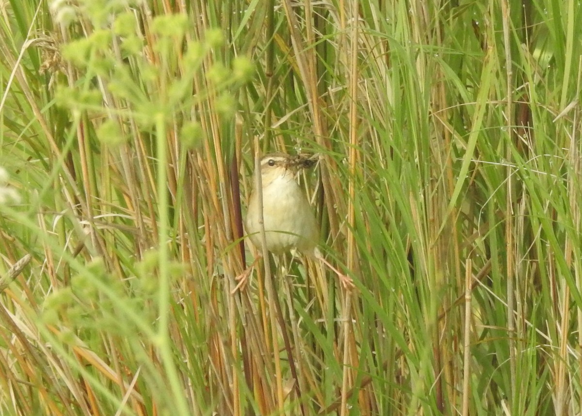 Pallas's Grasshopper Warbler - ML33395791