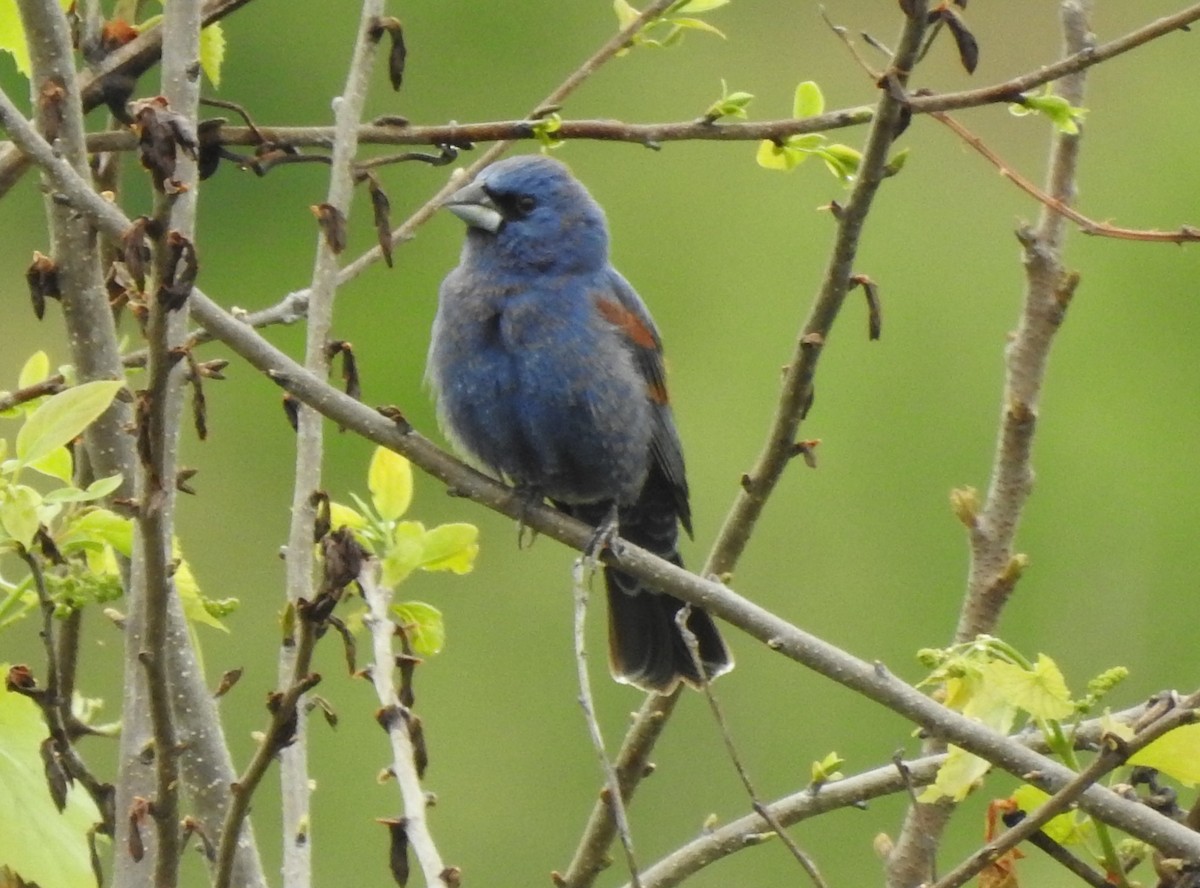 Blue Grosbeak - ML333958201