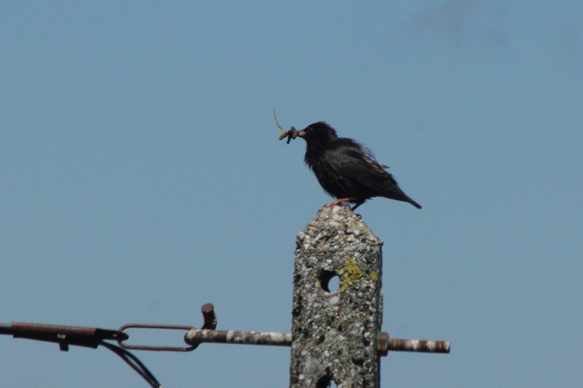 Spotless Starling - Pedro Cardia