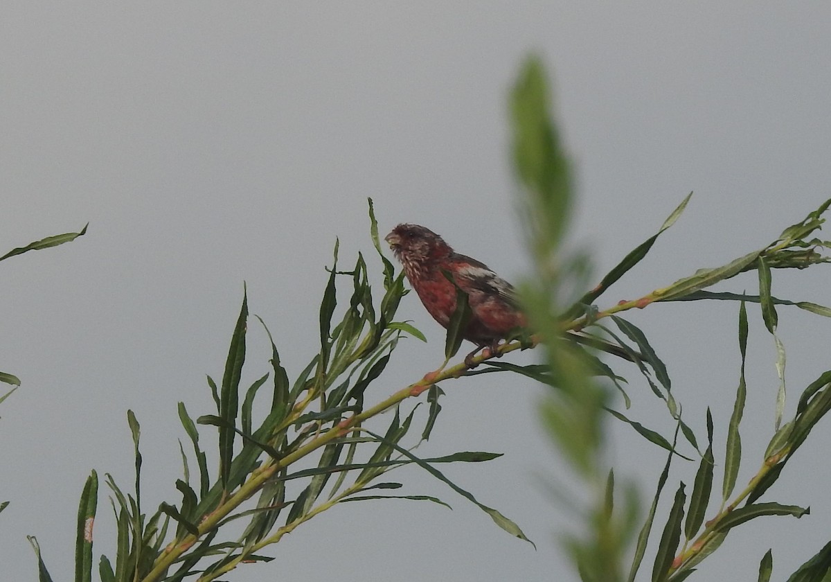 Long-tailed Rosefinch - John Allcock