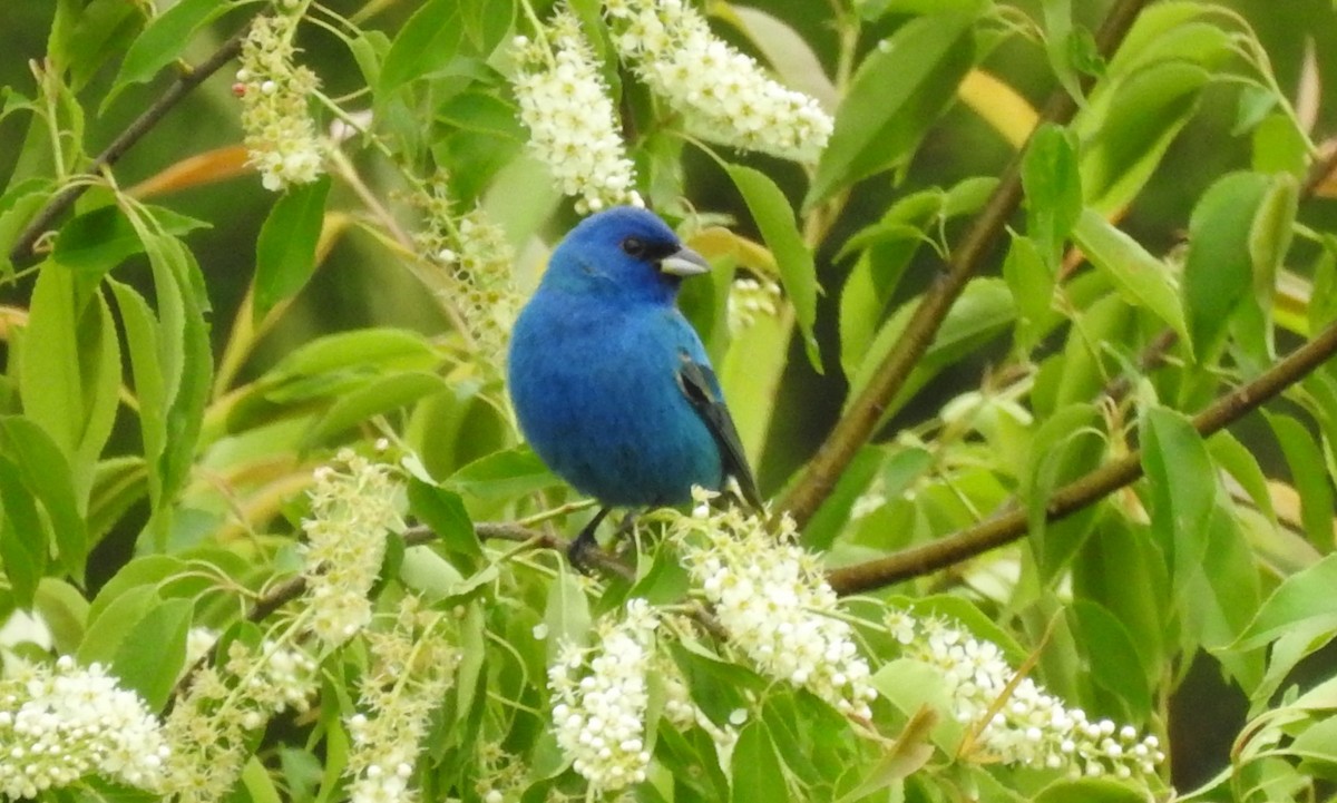 Indigo Bunting - ML333958511