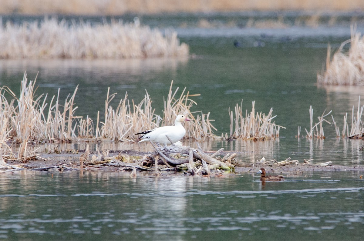 Snow Goose - ML333959211