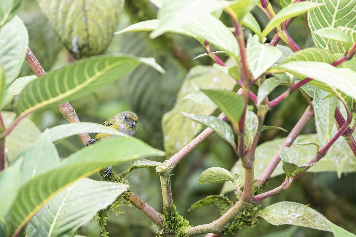 Orange-bellied Euphonia - ML333959641
