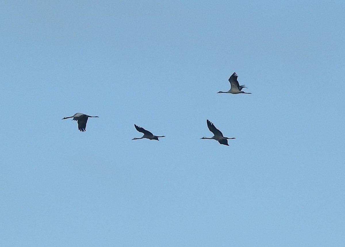 Common Crane - John Allcock