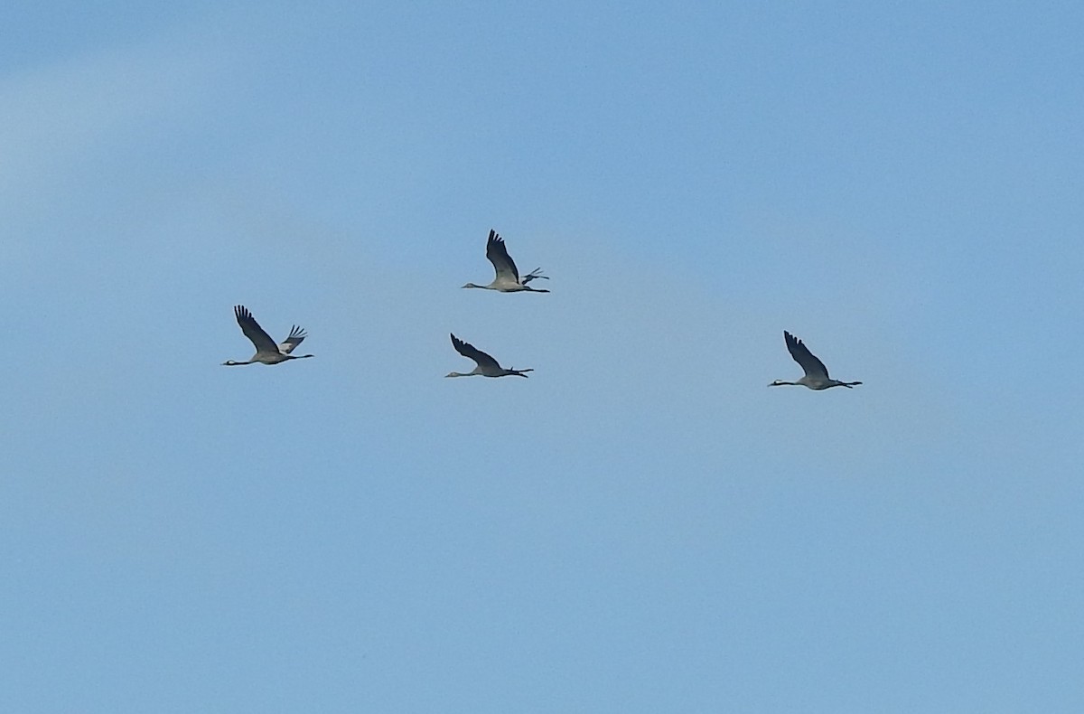 Common Crane - ML33395991