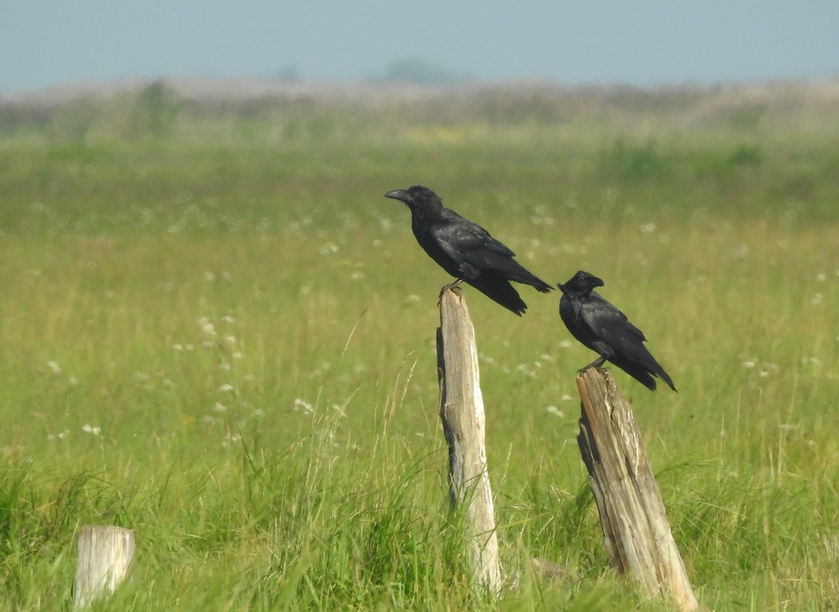 Common Raven - John Allcock