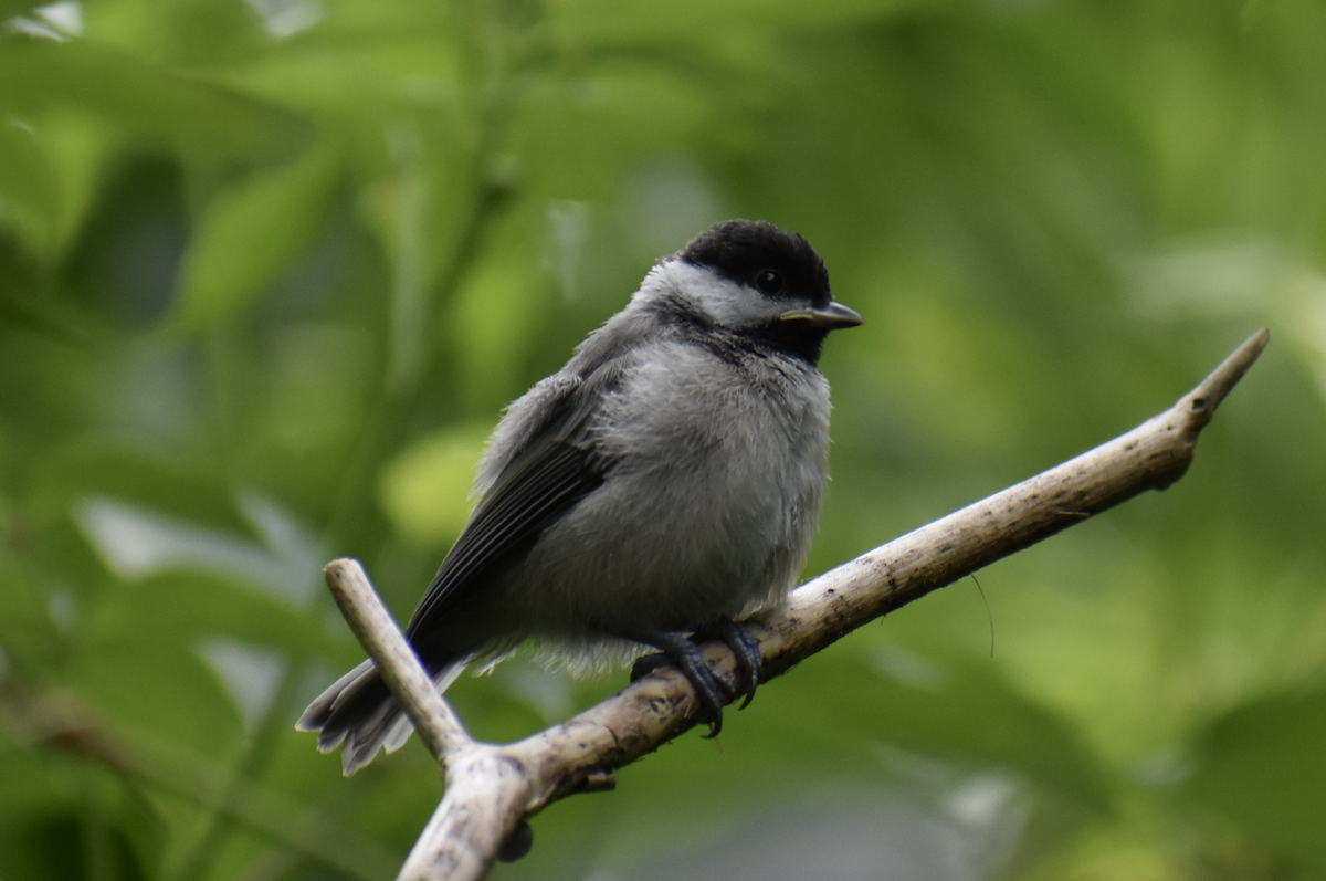 Carolina Chickadee - ML333961391