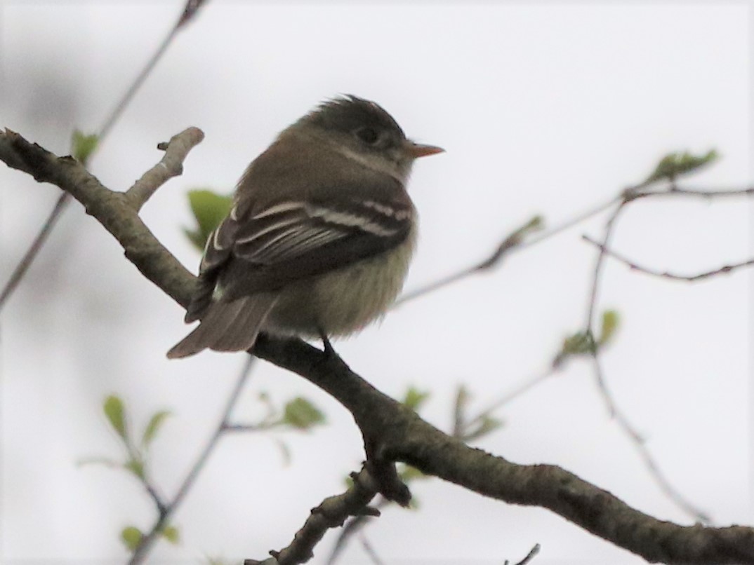 Least Flycatcher - Patricia Quackenbush