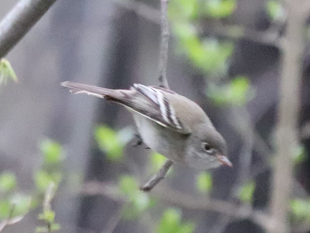 Least Flycatcher - ML333961451