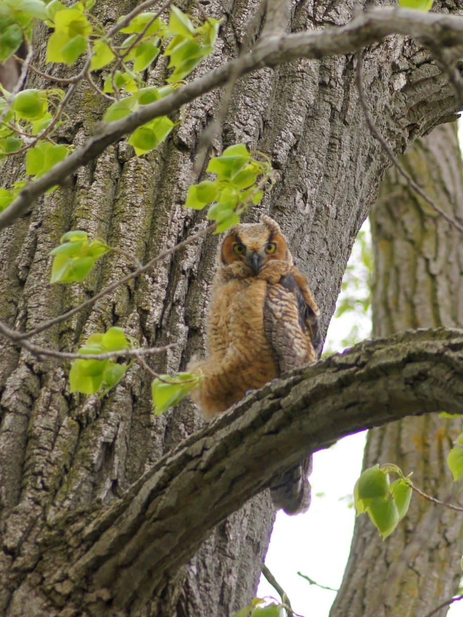 Great Horned Owl - ML333962961