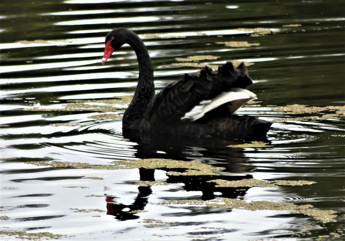 Black Swan - Patricia Ferguson