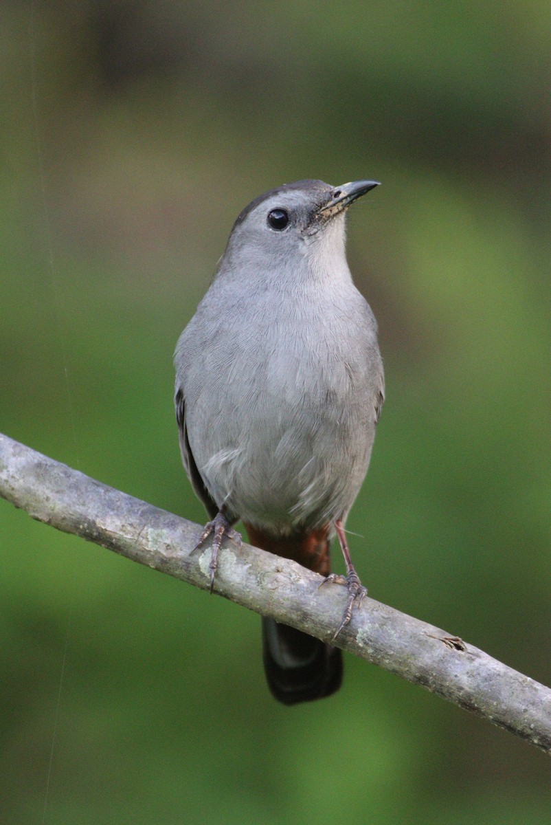 Gray Catbird - ML333963171