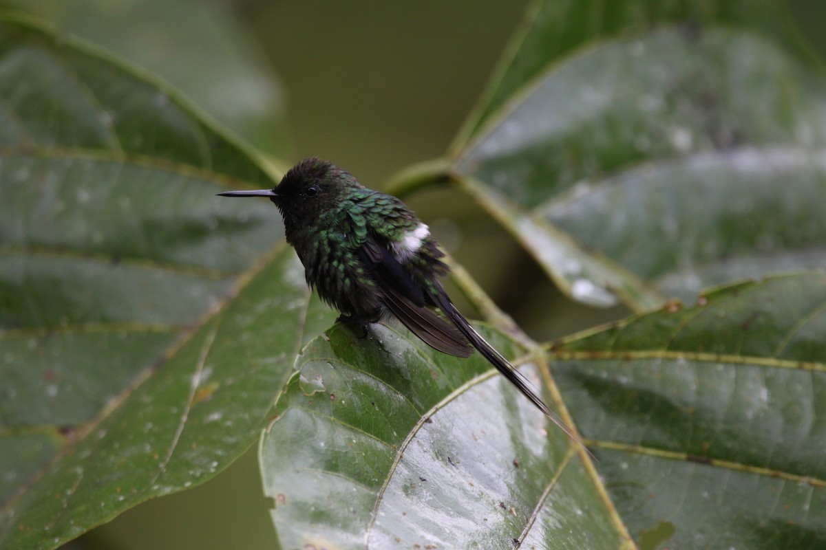 Green Thorntail - ML333963941