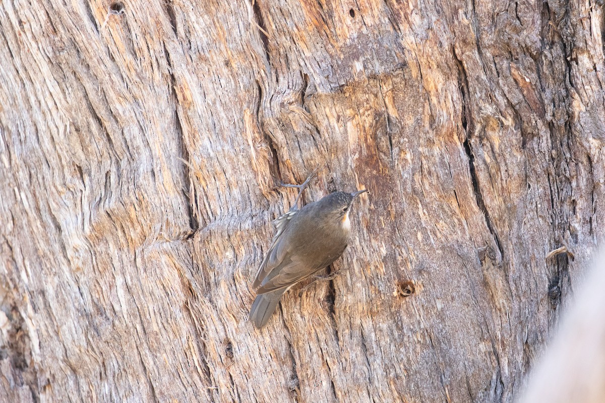 White-throated Treecreeper - ML333964371