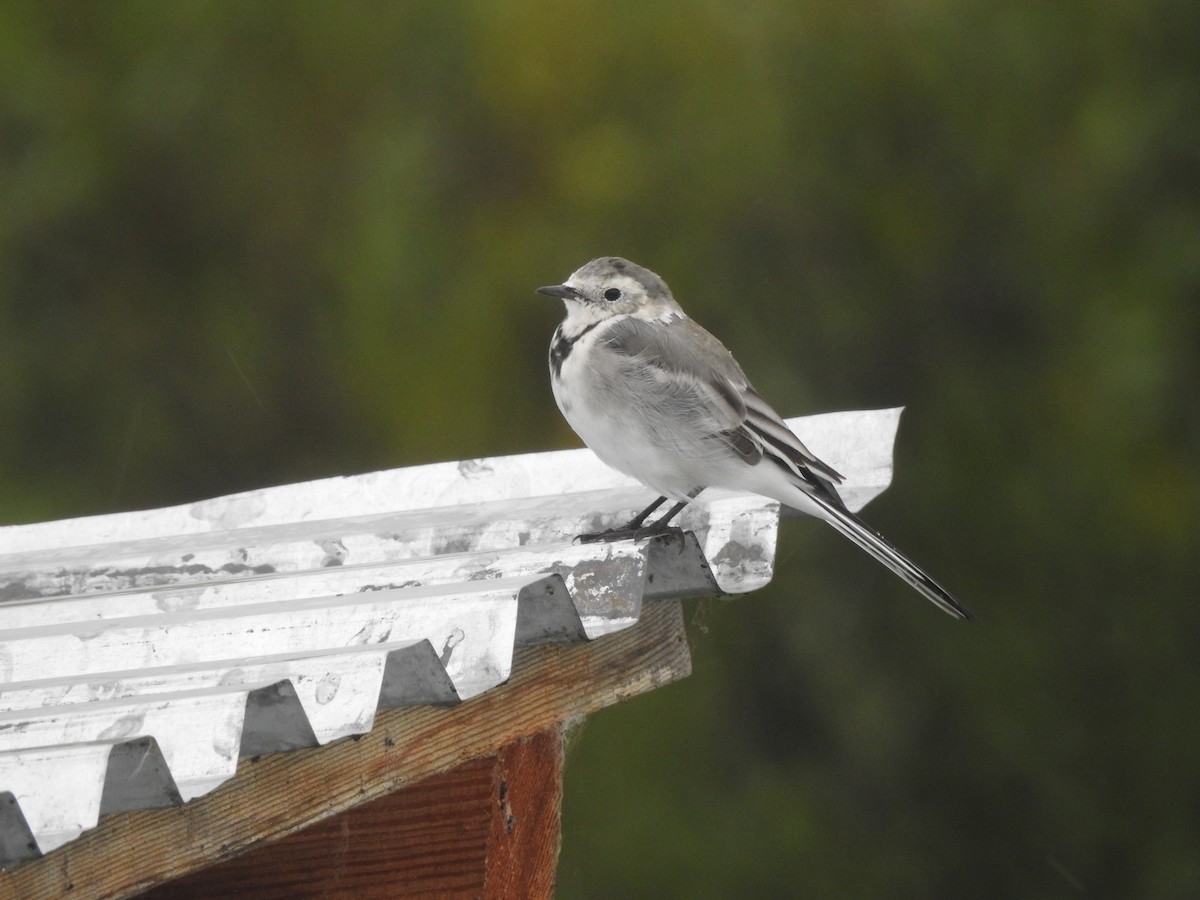 White Wagtail (Transbaikalian) - ML33396441