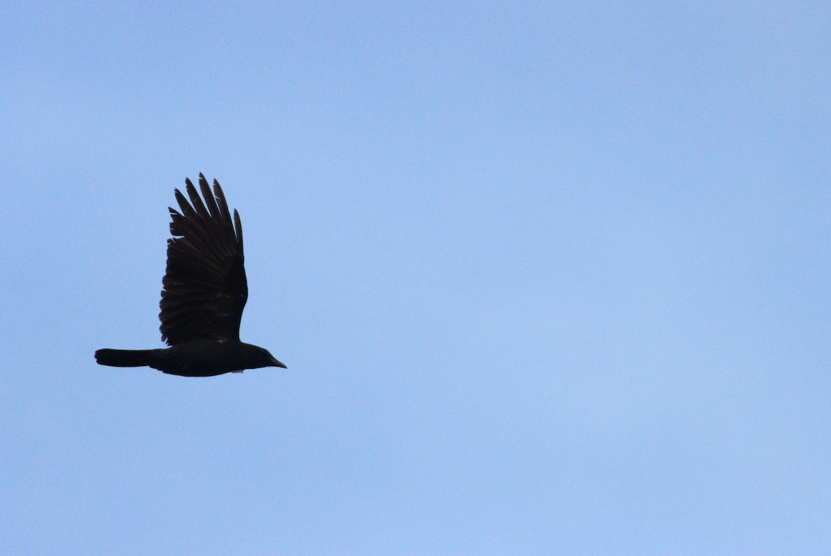 tanımsız karga (Corvus sp.) - ML333964431