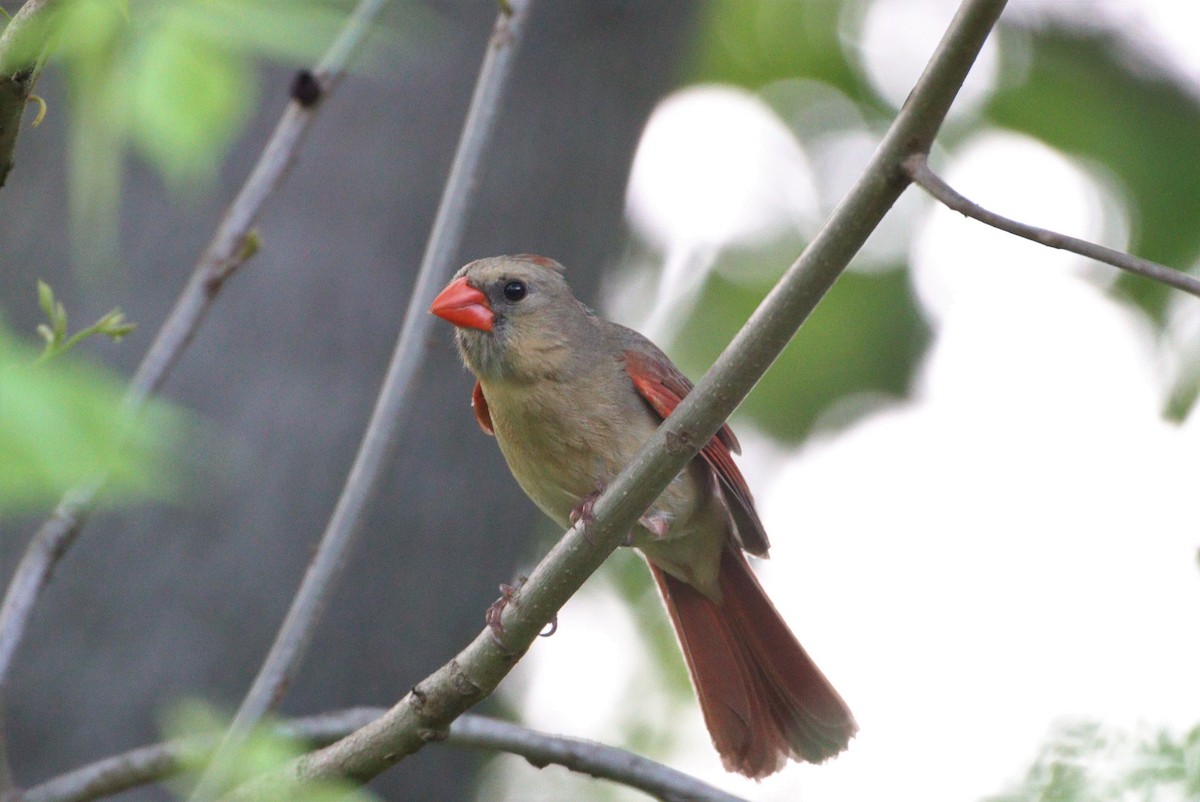 Cardinal rouge - ML333965341