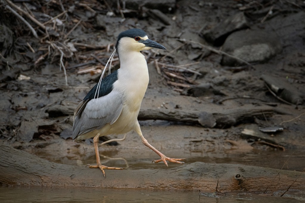 Black-crowned Night Heron - Martin Cauchon