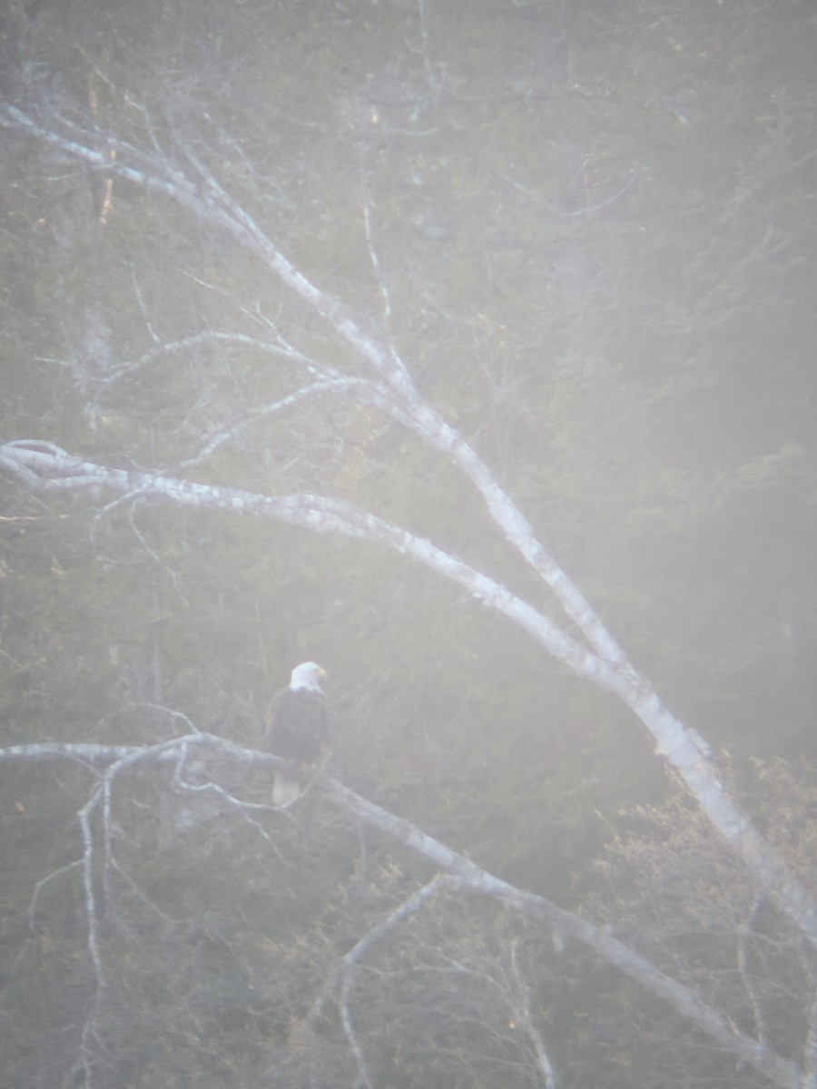 Bald Eagle - ML333970141