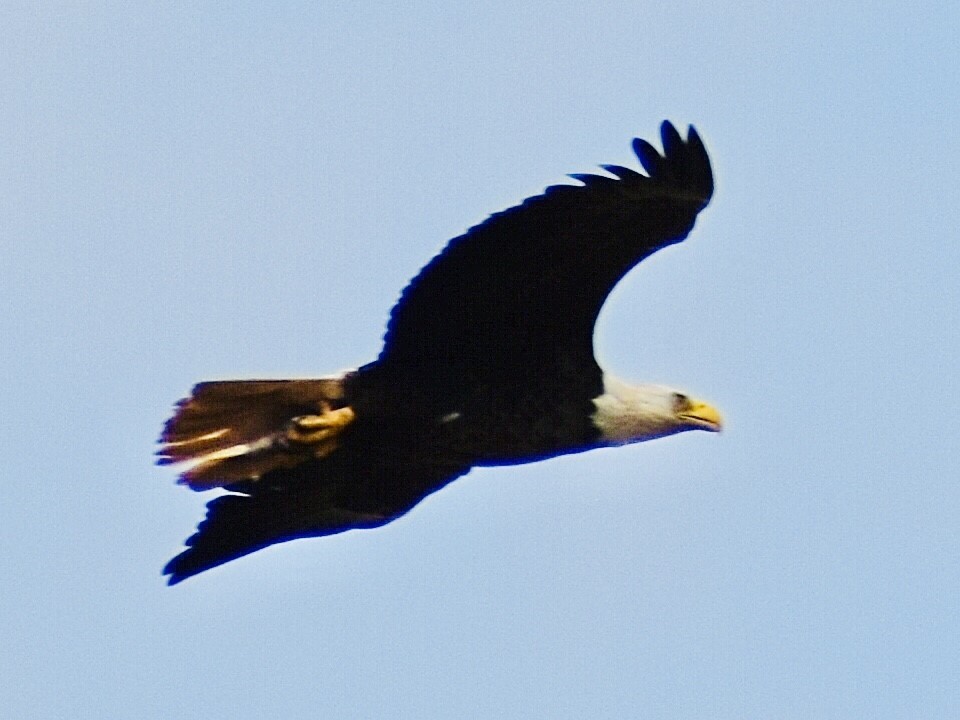 Bald Eagle - ML333972751