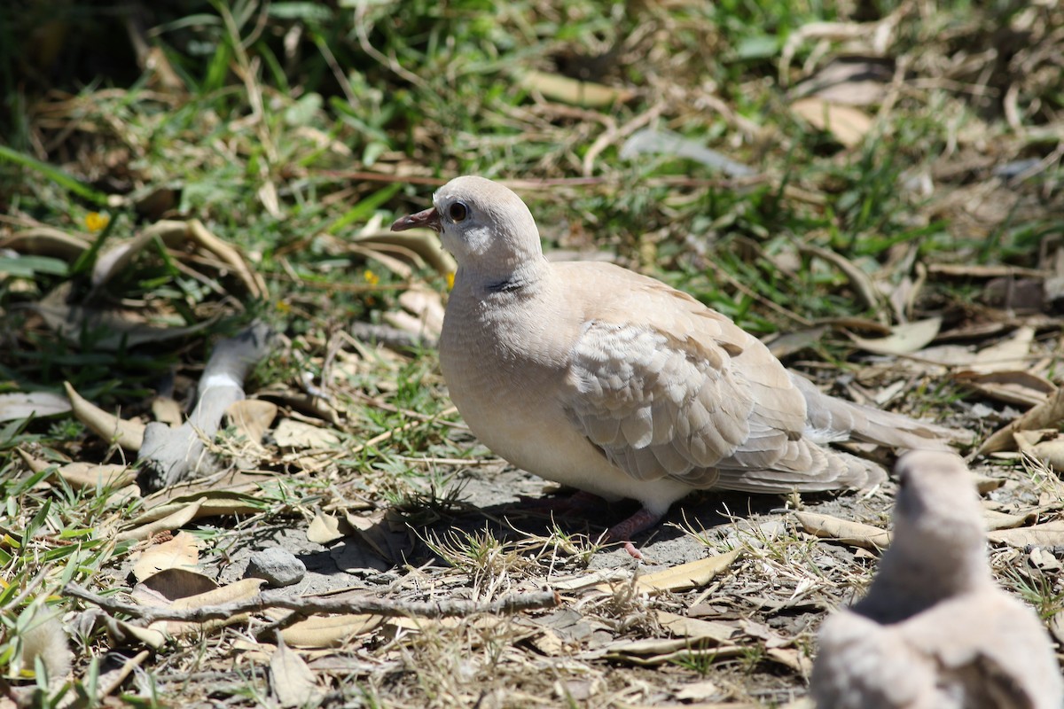 African Collared-Dove - ML333973671