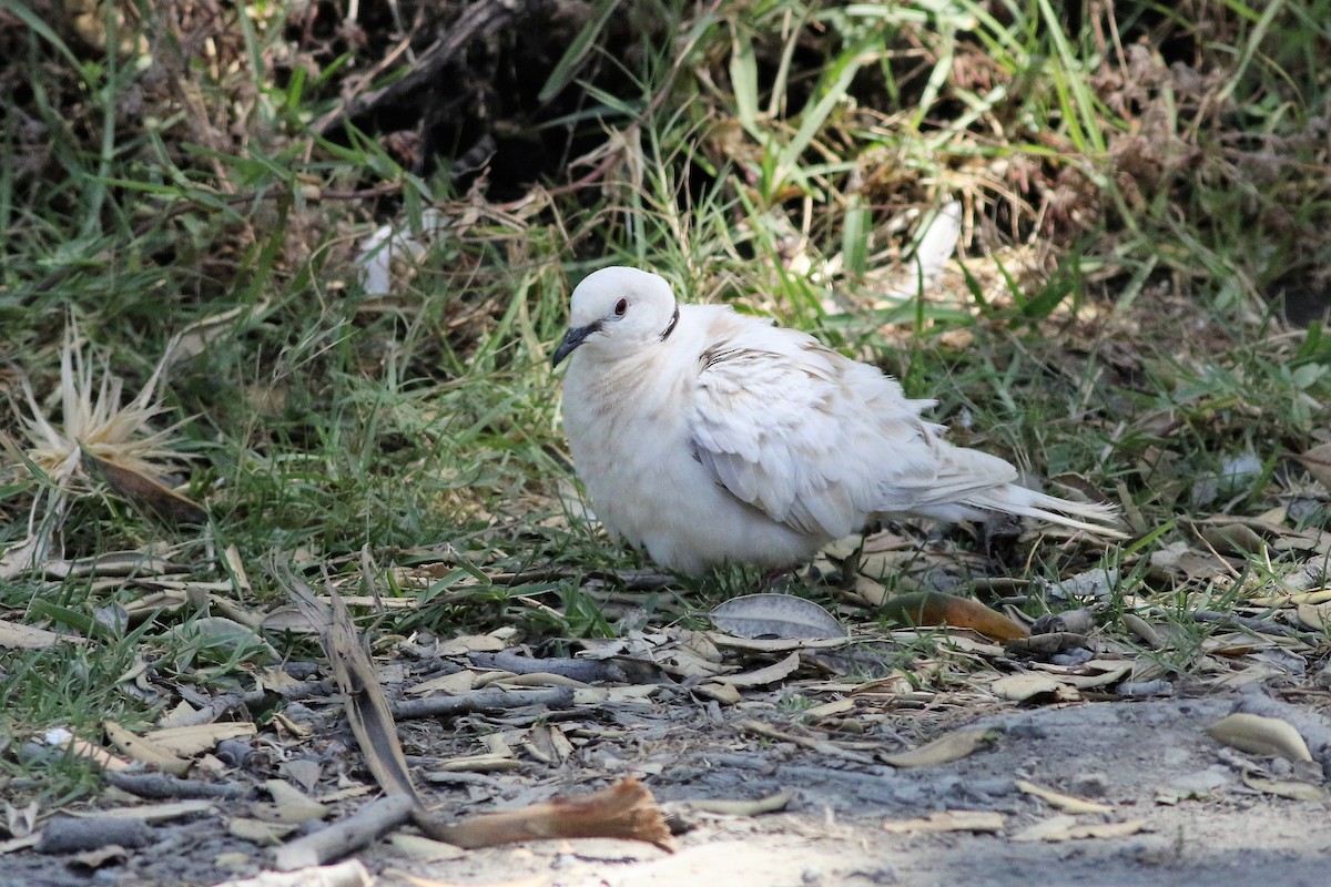 African Collared-Dove - ML333973761