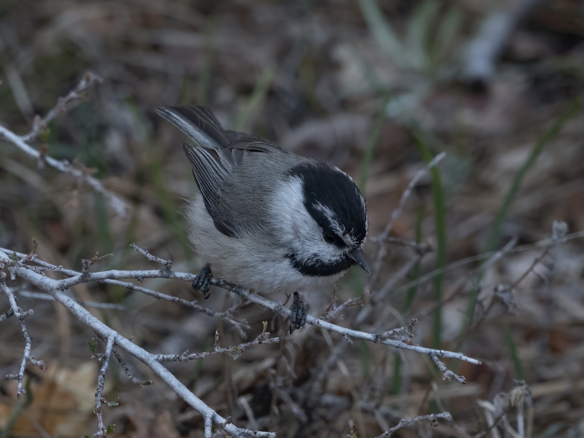 Mountain Chickadee - ML333974141