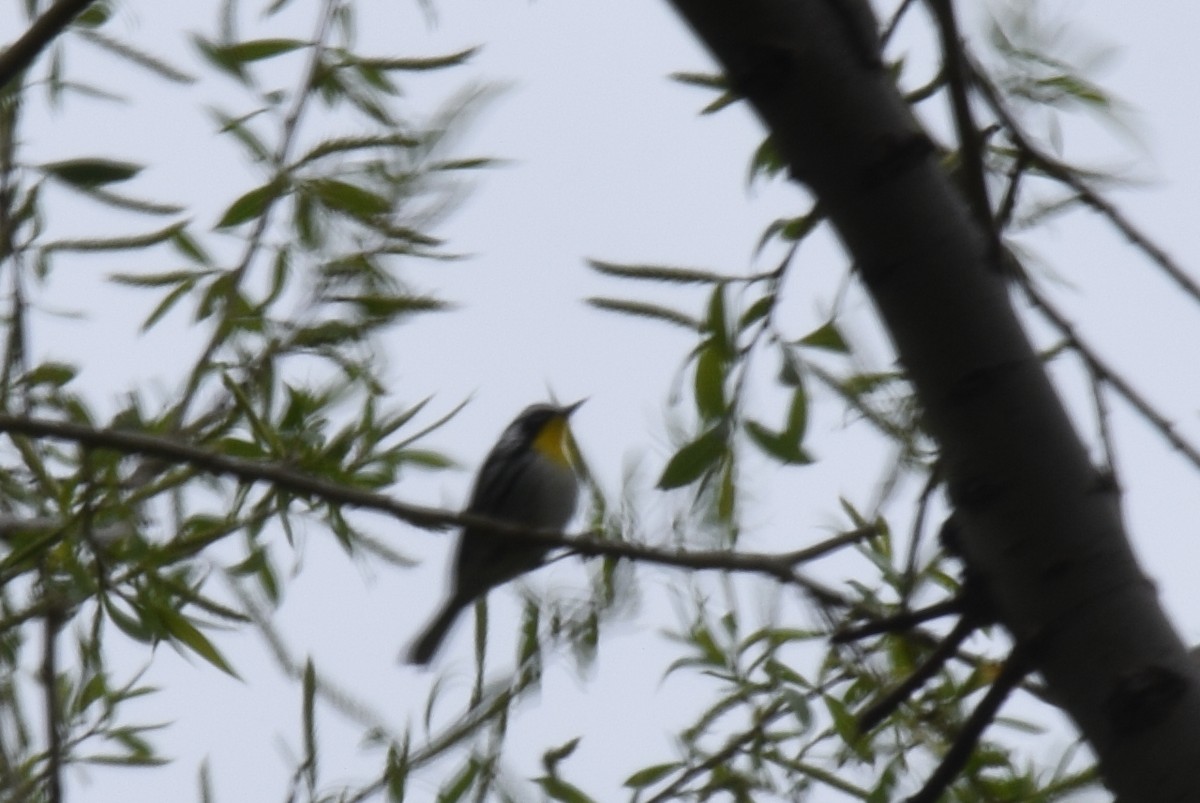 Yellow-throated Warbler - ML333974191