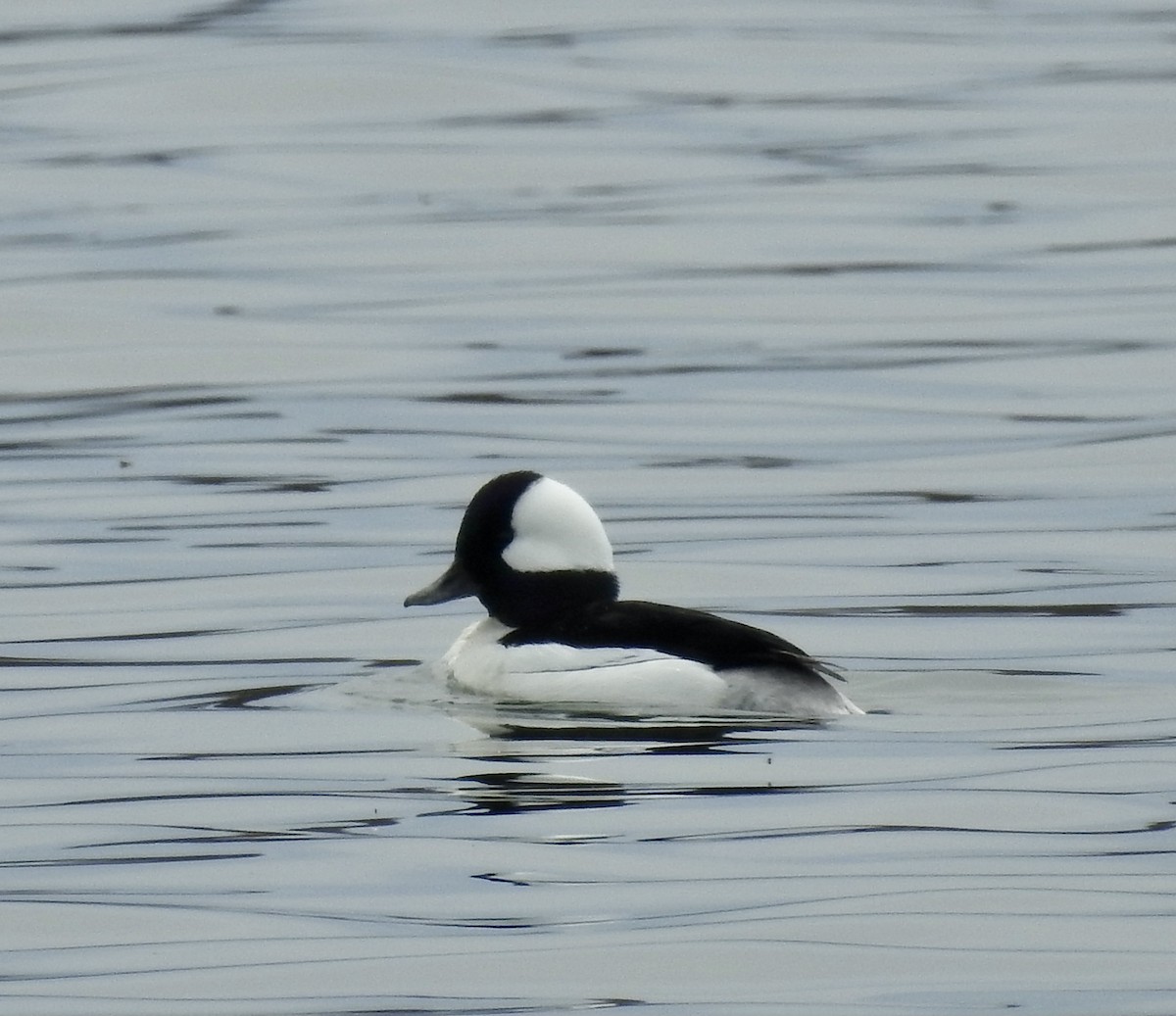 Bufflehead - Richard Lepage